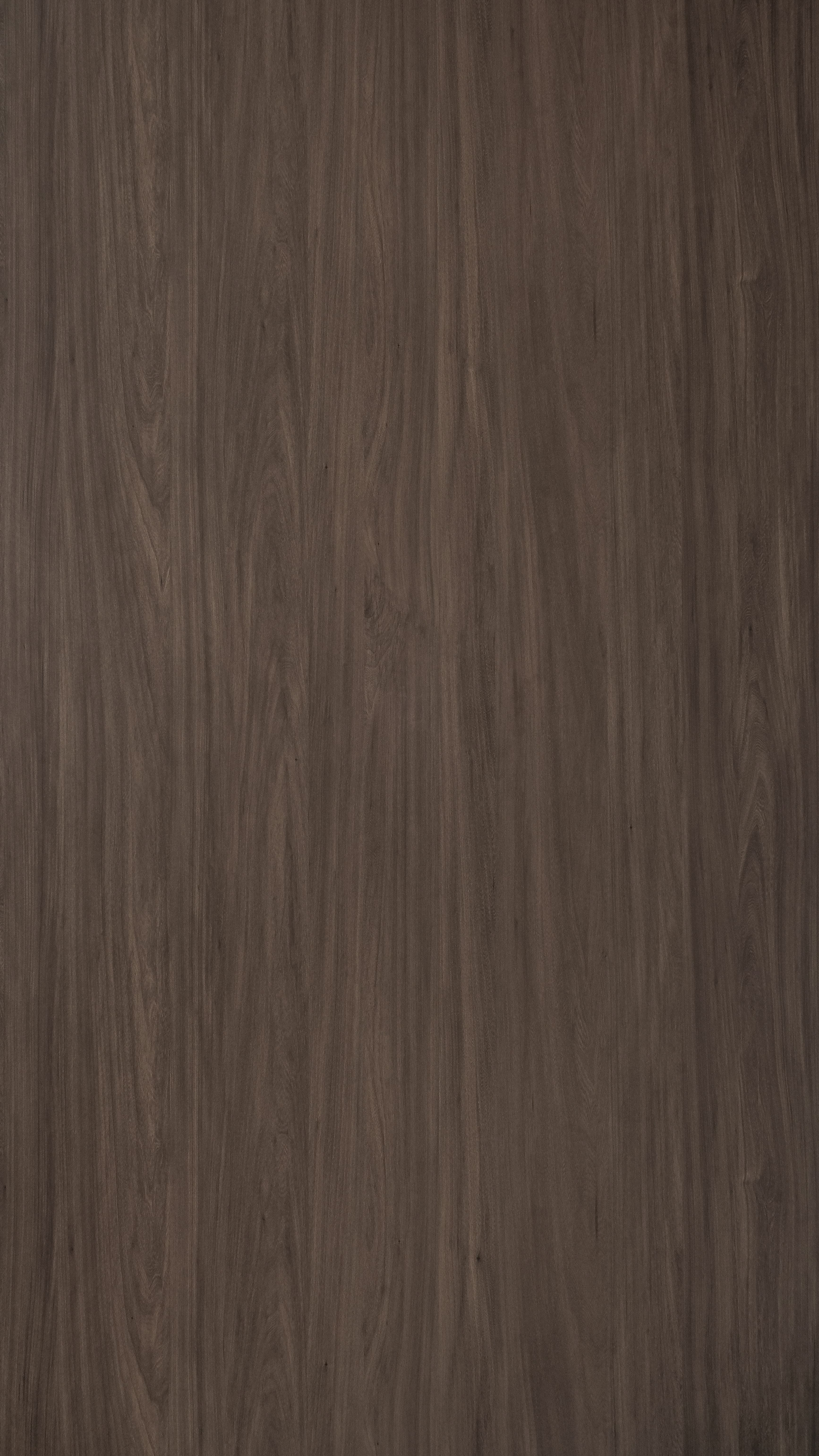 TI X0129 VA - Jefferson Elm.jpg